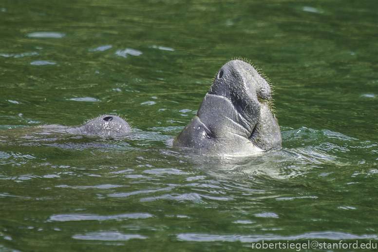 two manatees